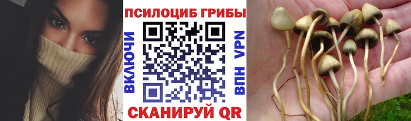 Купить закладки  Гуково  Псилоцибиновые грибы Cubensis 